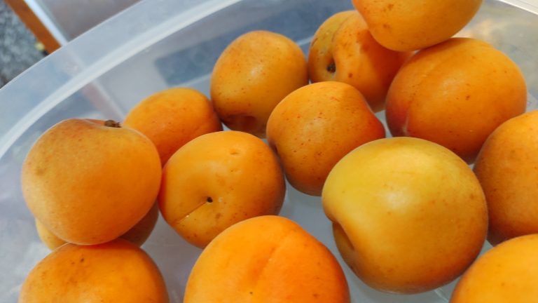 Simple Ginger Apricot Jam
