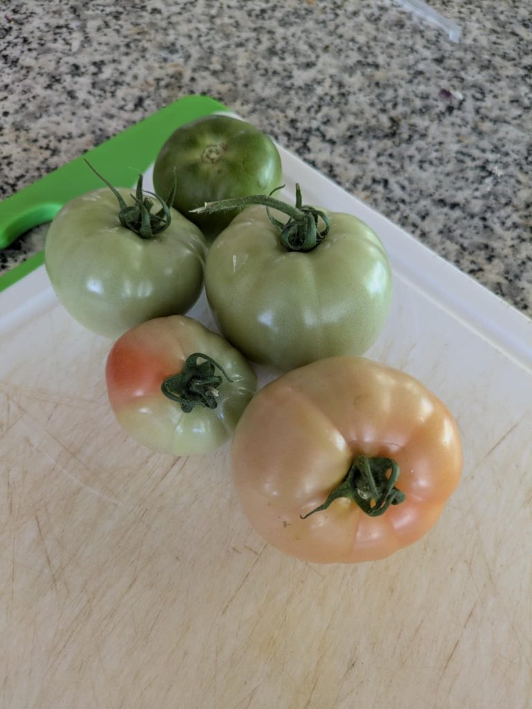 Finally! Fried Green Tomatoes 🍅